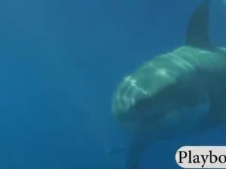 Bewitching відмінно немовлята плавальний з в shark і подібно snowboarding